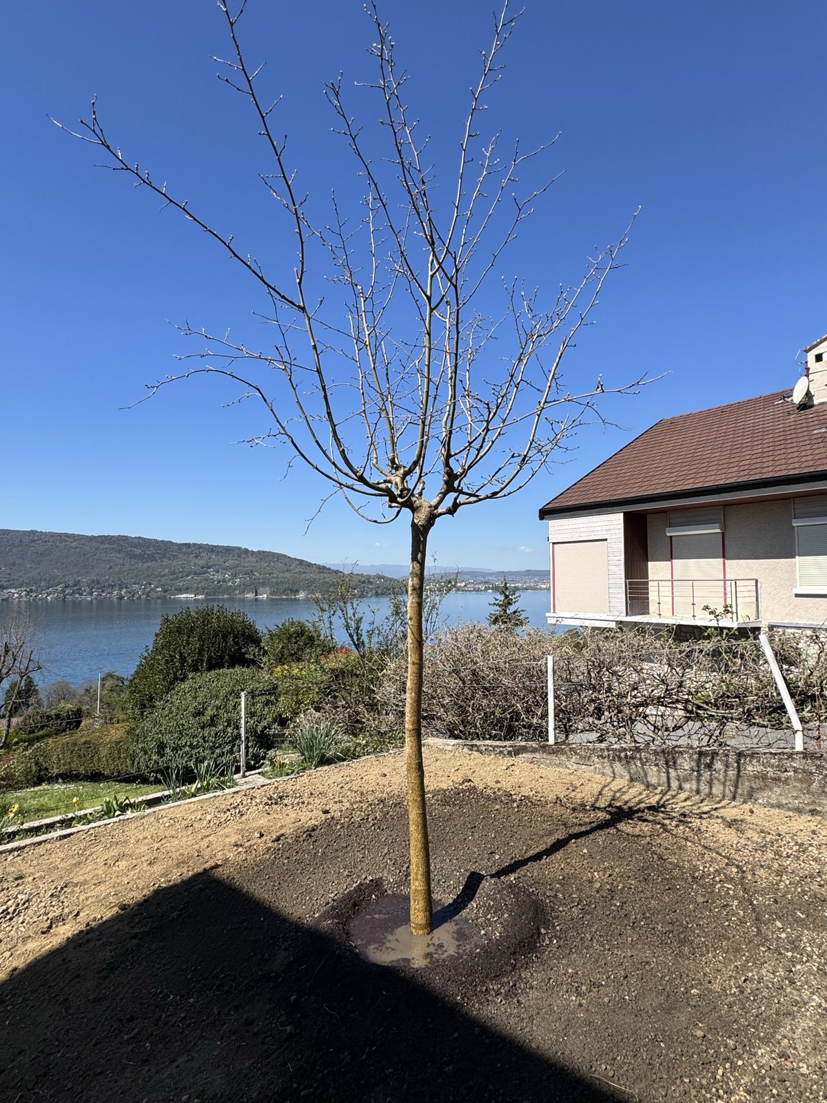 Plantation d'un jeune arbre — Veyrier-du-Lac